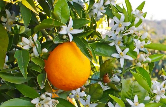La Zahria de Marrakech – Moussem de la Fleur d’Oranger 2025 : Une célébration culturelle unique
